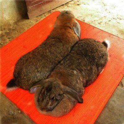 纯种公羊兔巨型种兔兔子苗超大公羊兔子活物肉兔垂耳兔活幼体