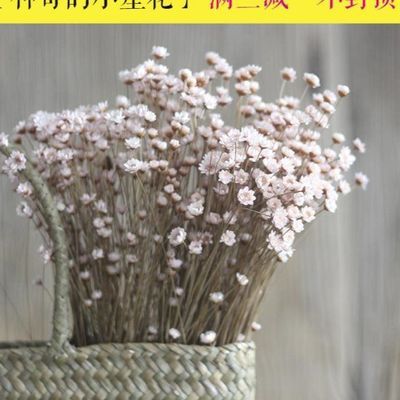 菊天星小清新雏菊干花装饰花艺术干树枝小星花迷你道具白菊花 3月10日发完