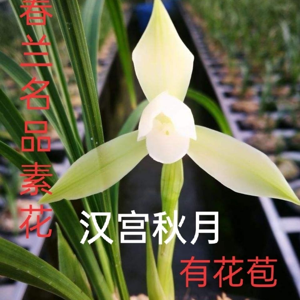 浓香春兰朵香名品素花汉宫秋月兰花室内办公室绿植盆栽花卉鲜花