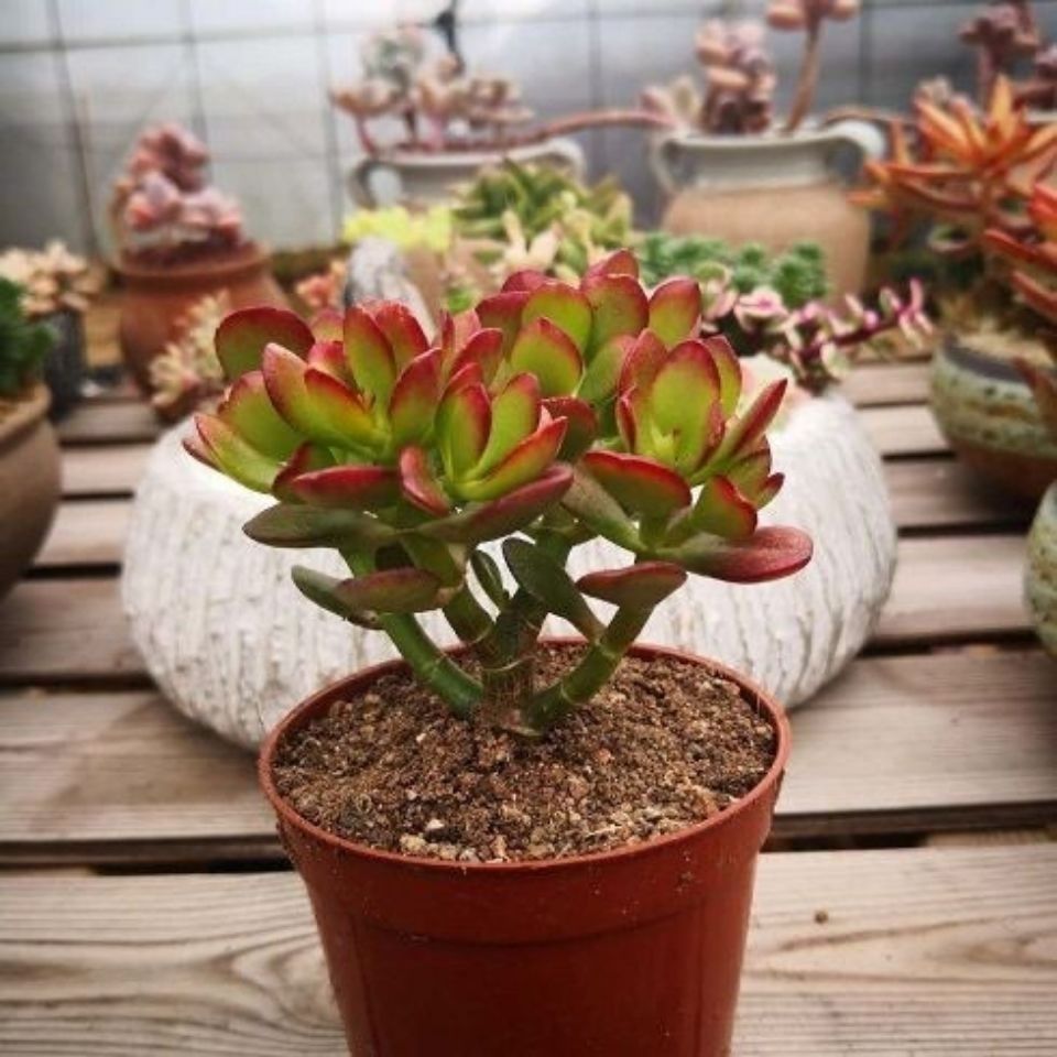 多肉植物姬红花月红叶玉树盆栽新花月锦黄金花月新手好养植物绿植 虎窝拼