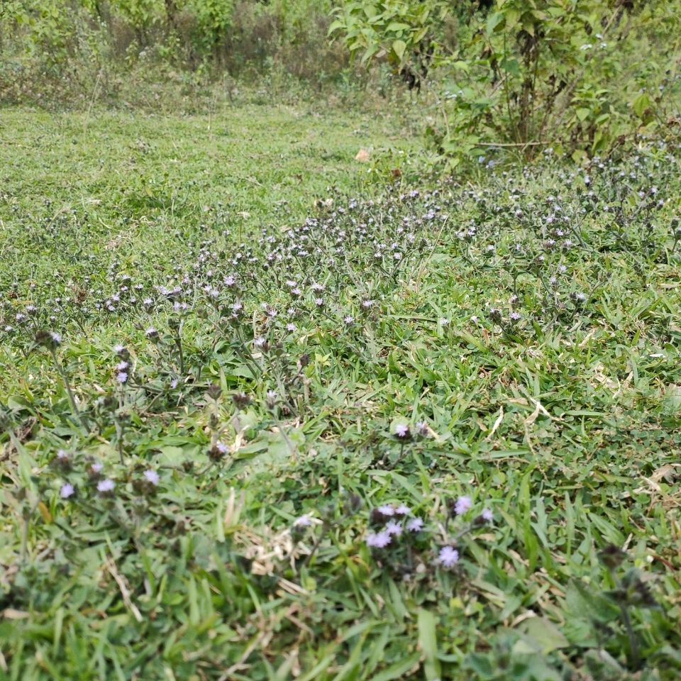 整棵野生地胆头500g中药材地胆草根地苦胆煲汤料去湿药材红花地