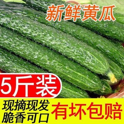 现摘现发黄瓜新鲜农家绿色蔬菜刺黄瓜纯天然水果大黄瓜 包邮清仓