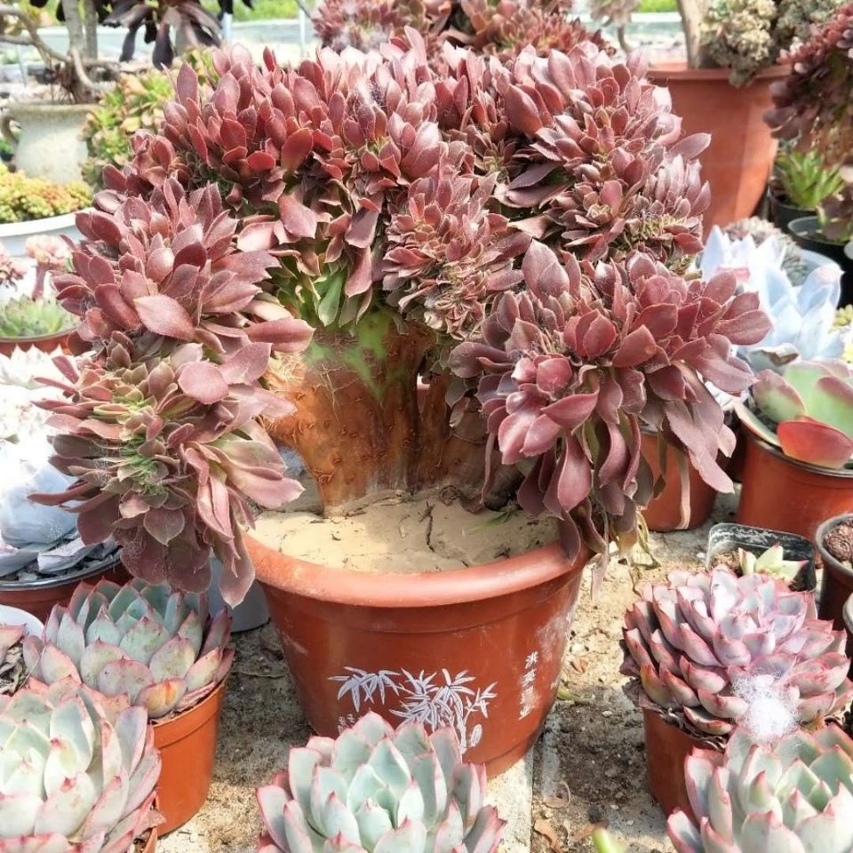 法师缀化植物盆栽小苗手捧铜壶万圣节老桩法师小苗墨法师灰法师