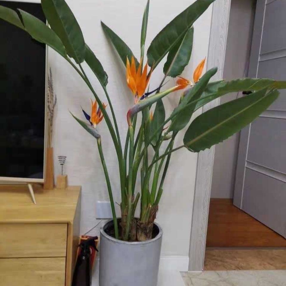 带花雷天堂鸟鹤望兰大型内室观赏植物观叶观花绿植基地直发【3月20