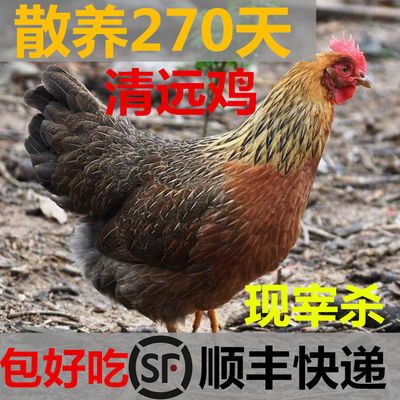 270天正宗广东清远鸡本地果园走地农家散养新鲜活母鸡杀月子现宰