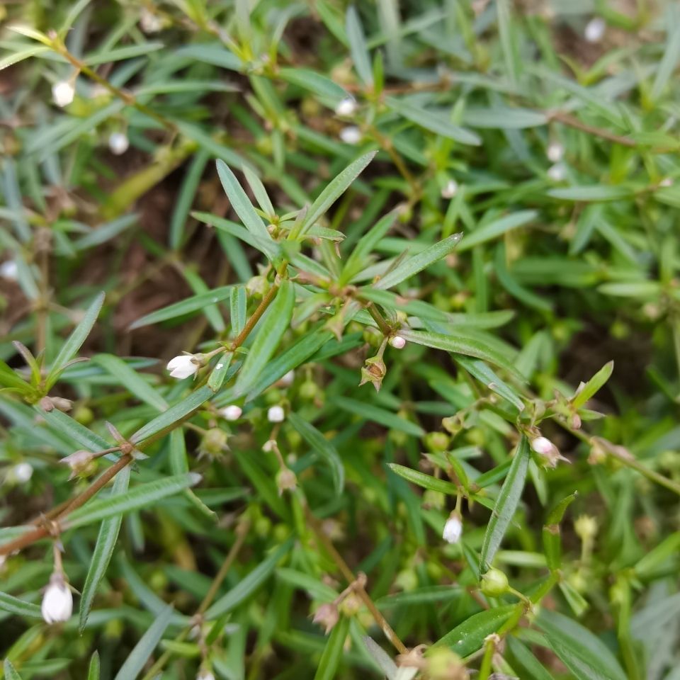 野生白花蛇舌草中药野生草药中药材新货新鲜白花蛇舌草半支莲特价