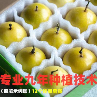 【武平梁野山】航空礼盒当季黄金百香果送开果器新鲜水果现采现摘