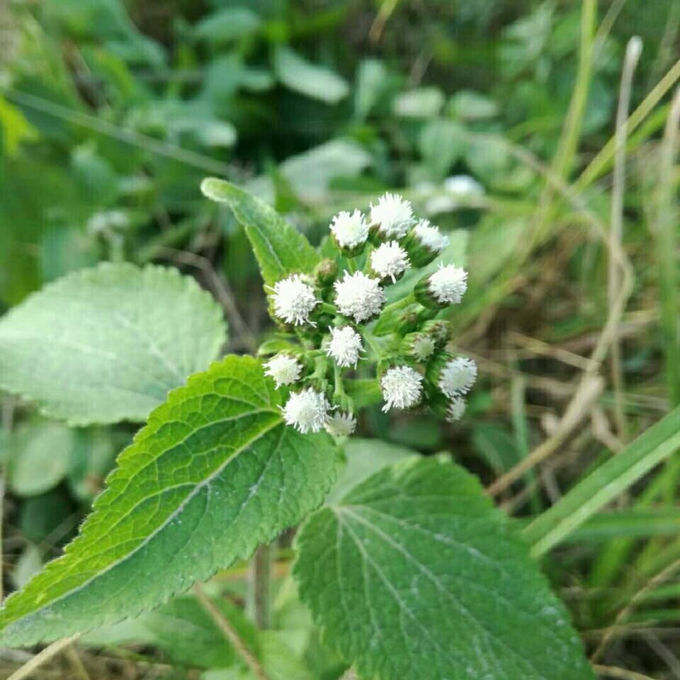 新鲜野生咸虾花 白花臭草  霍香蓟  胜红蓟 狗仔菜无农药【2月24日发