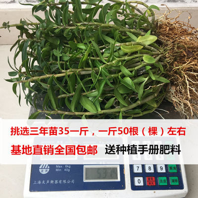 三年铁皮石斛盆栽1斤可食用铁皮石斛雁荡山非霍山石斛兰 兰花