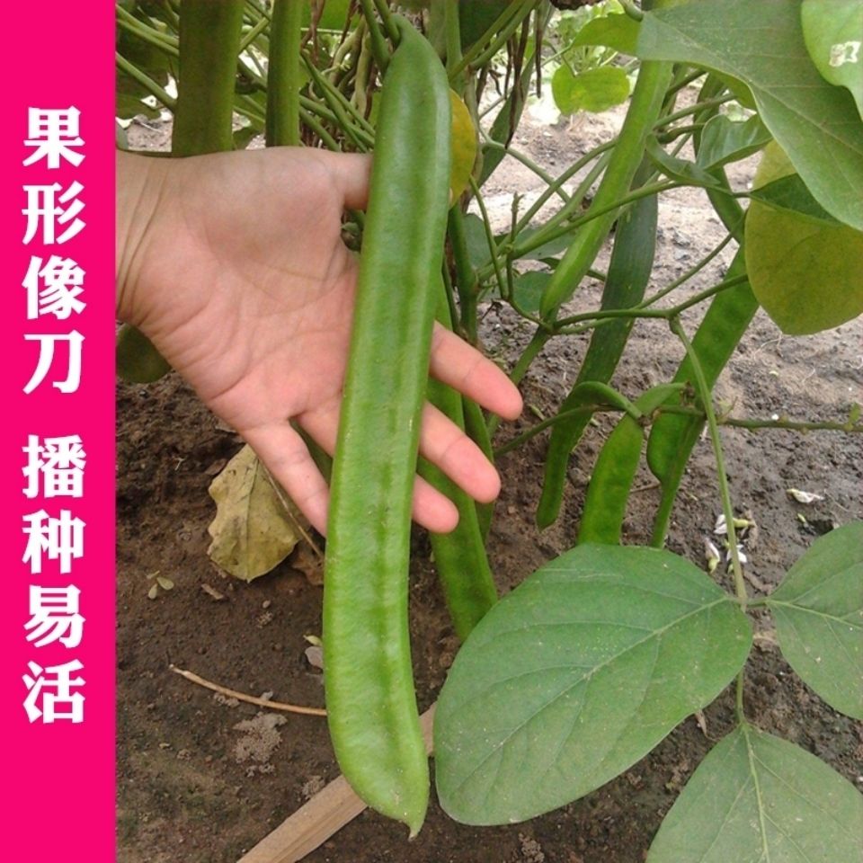 农家大红刀豆种籽,白刀豆巴西豆菜豆角大扁豆四季蔬菜阳台种子.