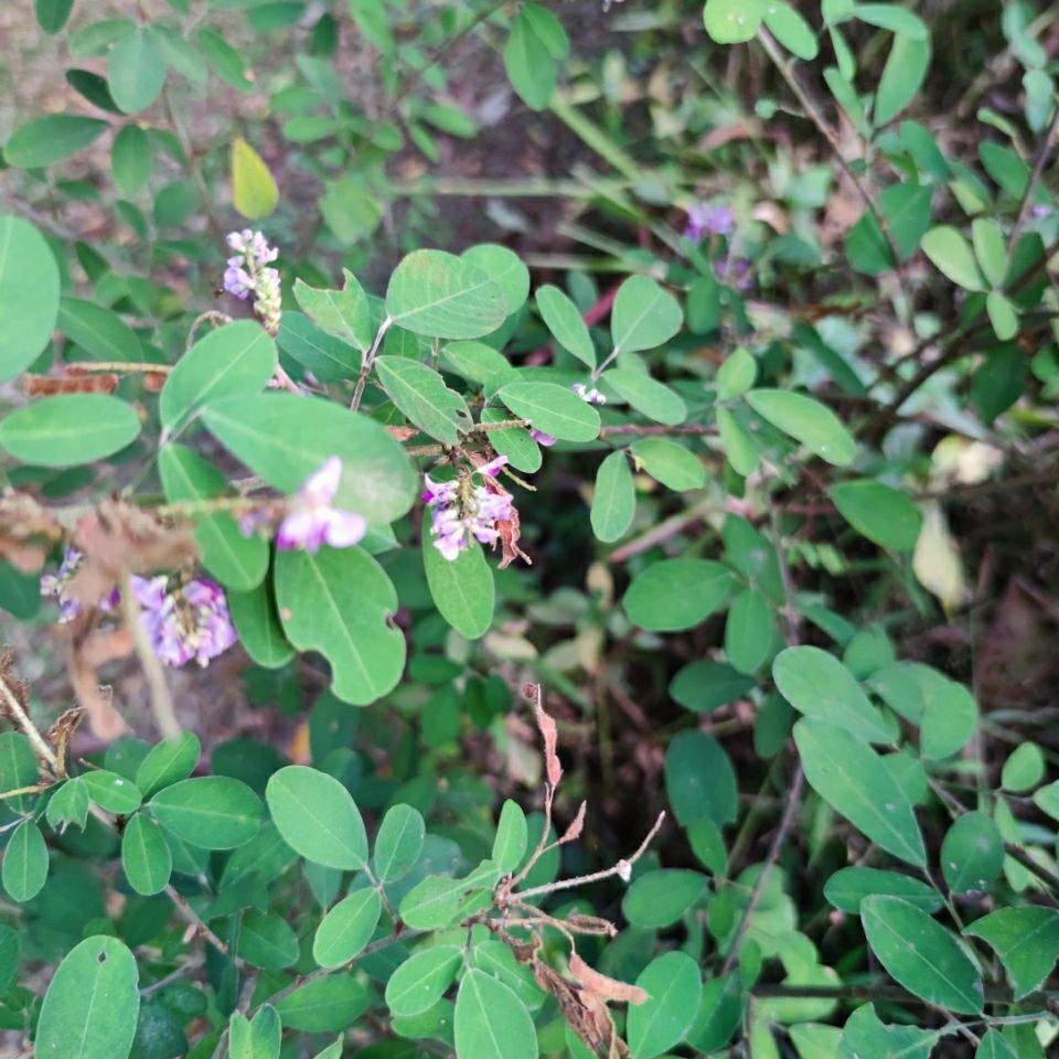 假地豆 狗尾花 响铃草 血筋草 拐仔草 乌蝇羽 500克