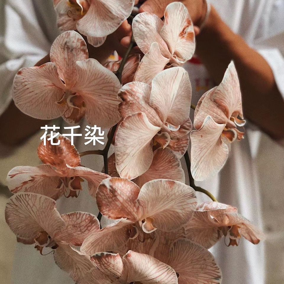 花千染鲜花染色剂玫瑰满天星郁金香康乃馨吸色染料花束干花延花期 虎窝拼