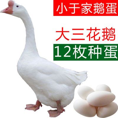 【上新】大三花泰州白鹅受精种蛋可孵化鹅大型肉鹅受精可孵化小鹅