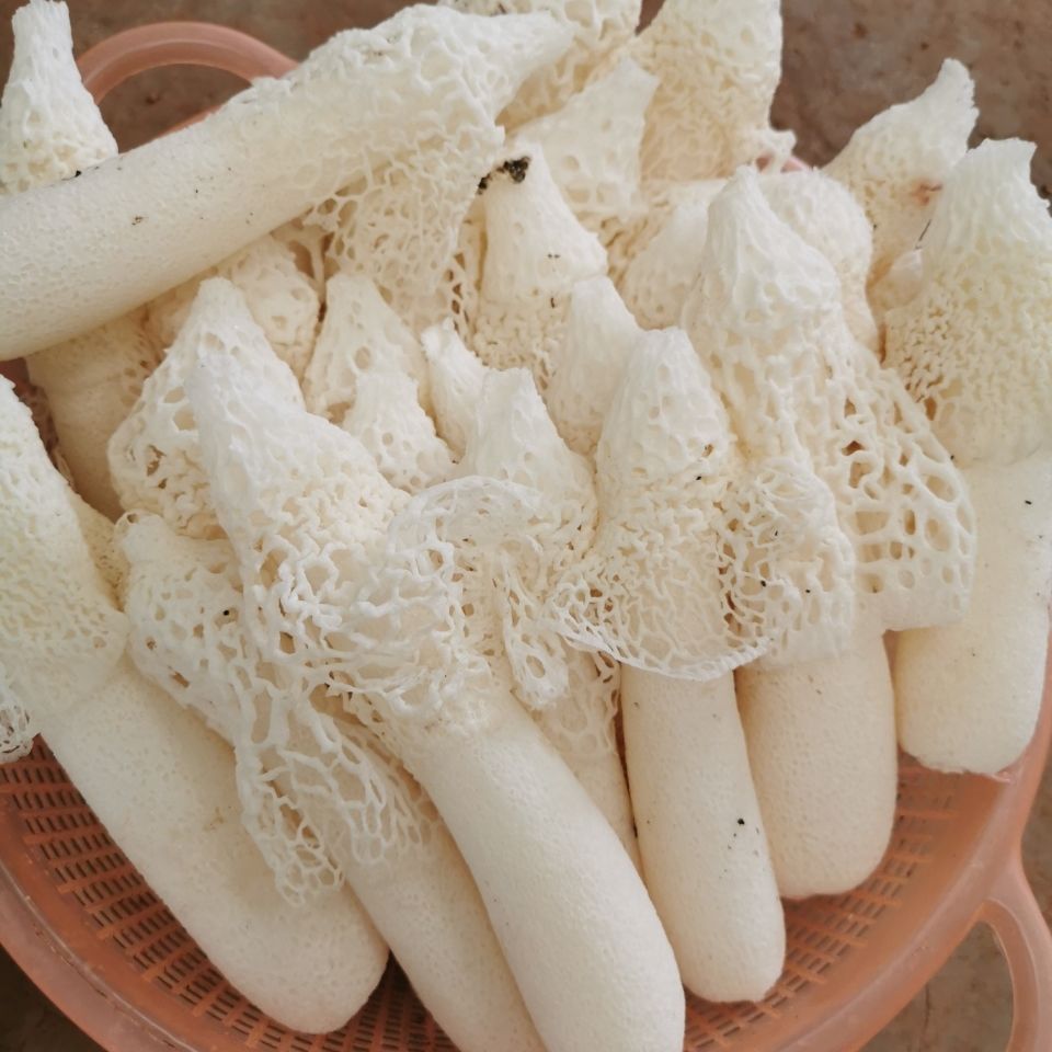 新鲜竹荪菌云南特产野生织金红托鲜竹笙蘑菇500g空运包邮健康好吃