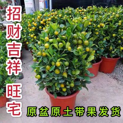 婴幼儿童斜颈矫正器夏季舒适宝宝歪脖子固定器颈托成人颈椎牵引器 虎窝拼