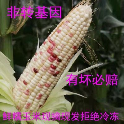 现摘现发新鲜花糯玉米9/5/2斤粘黏香非转基因玉米棒苞谷整根发货
