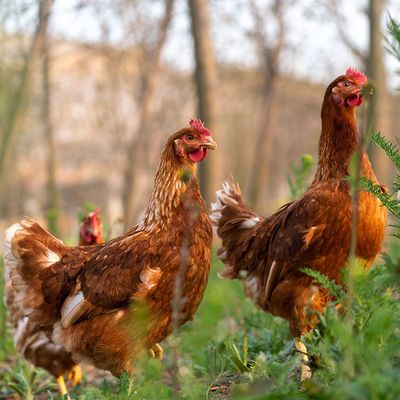 农家散养大公鸡活鸡土公鸡活体月子鸡红公鸡柴鸡草鸡包活到家笨鸡