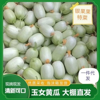77650/山东新鲜玉女小黄瓜拇指颜如玉水果黄瓜批发小黄瓜生吃网红Q蛋瓜