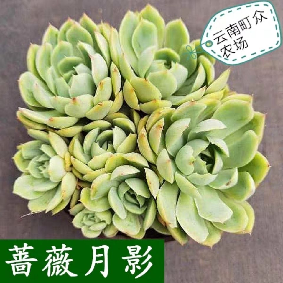 云南町众农场蔷薇月影多肉多头满杯 蔷薇月影群生盆栽多肉