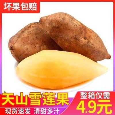 云南天山雪莲果新鲜营养水果现货采摘 清甜多汁 现采现发口感细腻