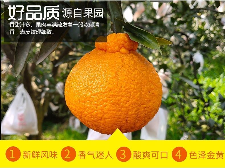 丑橘不知火丑八怪橘子水果10装斤耙耙柑皇帝柑桔子批发价沃柑