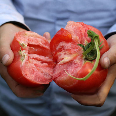 沙瓤西红柿孕妇生吃水果自然熟皮薄番茄新鲜蔬菜批发现摘产地直供