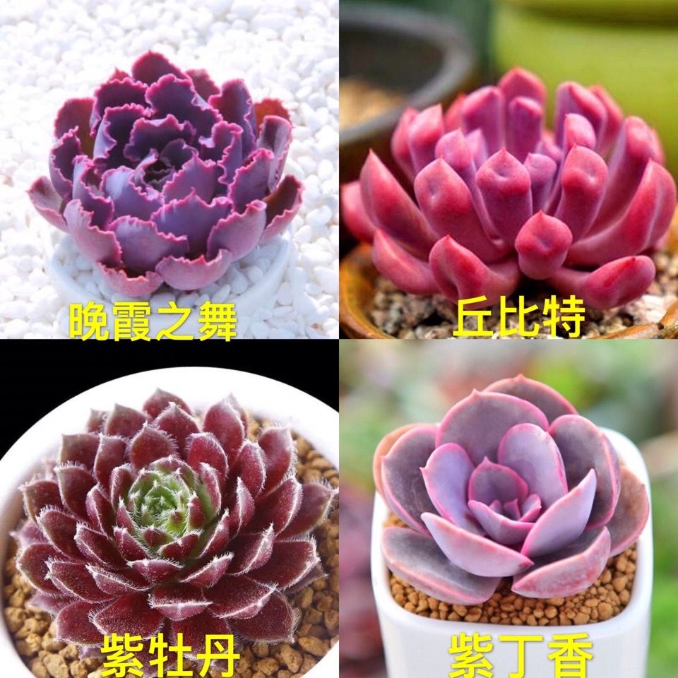 多肉植物多肉盆栽组合套餐大颗老桩特价清仓玉露法师桃蛋花卉好养