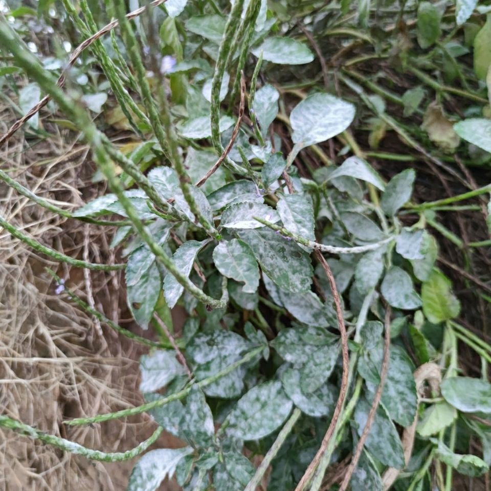 紫花马鞭草 龙牙草 玉龙鞭 野生新鲜 500克