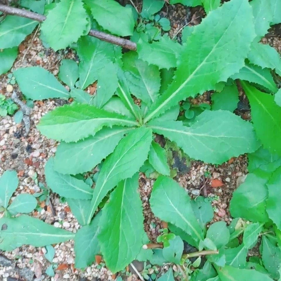 新鲜天然青草大苦菜子 曲麻菜 蘸酱菜野菜曲曲菜全草带根500g包邮