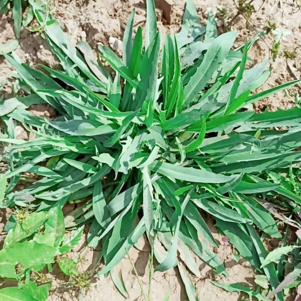 新鲜天然青草小苦菜子曲麻菜蘸酱菜野 曲曲菜 整棵带根500g包邮