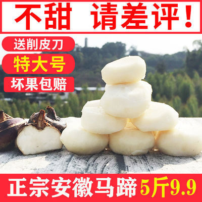 安徽特产马蹄荸荠现挖特大新鲜荸荠马蹄果荔浦清水珍珠马蹄水果