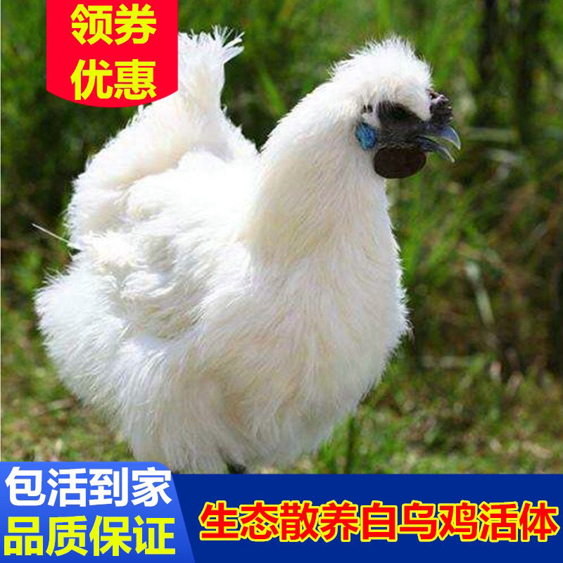 散养白乌鸡活体泰和乌鸡白毛鸡白凤乌骨鸡活鸡土鸡公鸡母鸡鸡活体【2