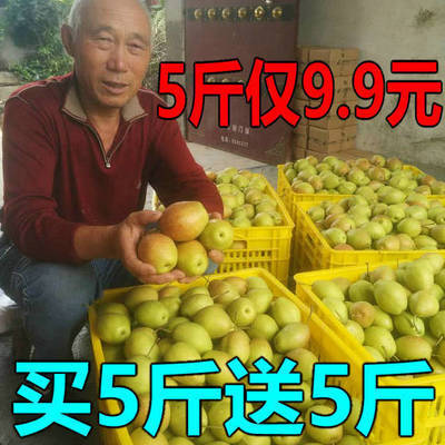 10斤陕西红香酥梨香梨华山丑梨脆甜薄皮现摘2斤5斤新鲜水果梨子