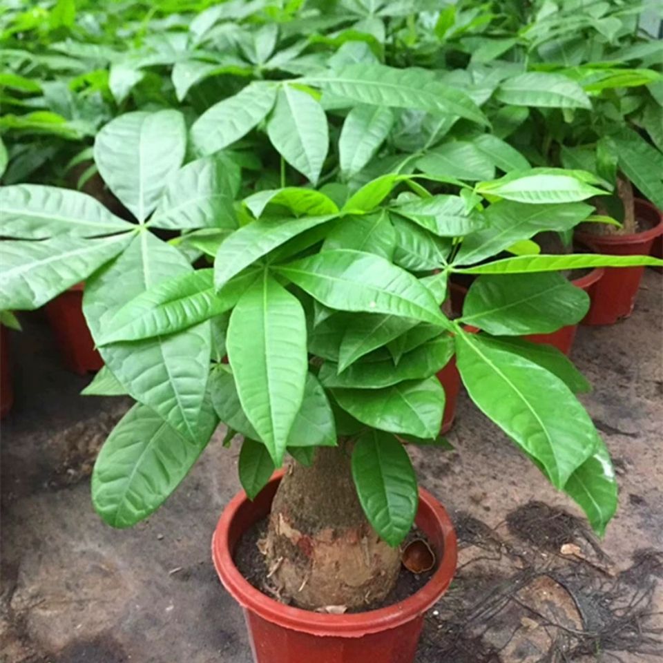 發財樹盆栽四季常青綠植大號植物苗好養易活室內客廳花卉基地直銷