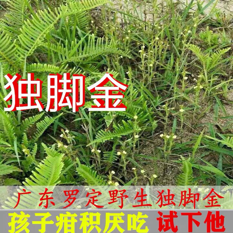 干品正宗野生独脚金小儿童开胃汤消食疳积草煲汤中药材料10g包邮