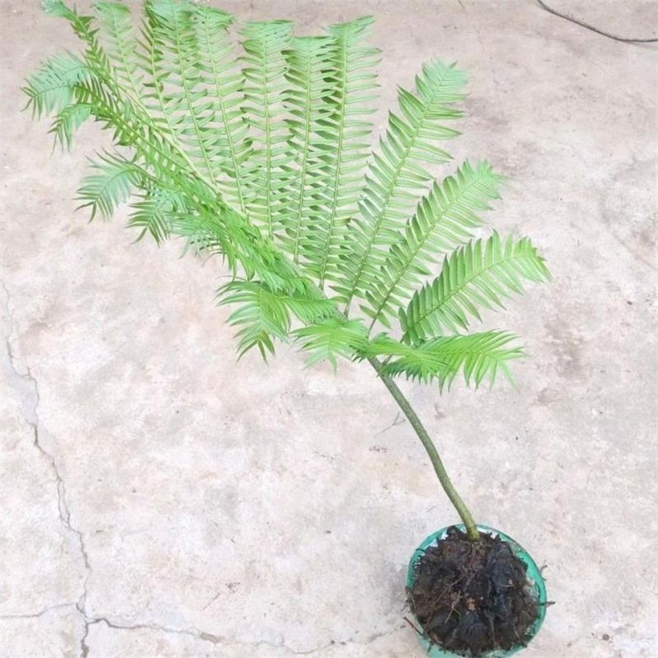 大型绿植观音坐莲蕨类植物耐阴巨型多肉球茎土培室内庭院吸甲醛