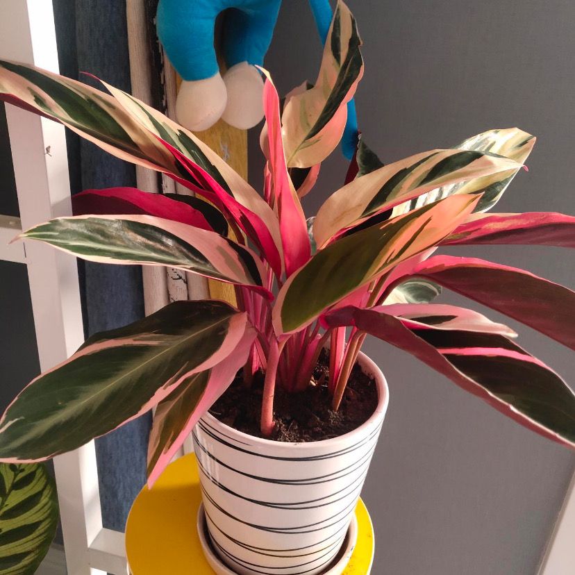 推荐 凤凰羽水培七彩竹芋植物室内绿植花卉盆栽水养好养客厅花 虎窝拼