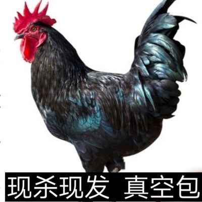 1只4斤黑凤大公鸡农家散养土公鸡草鸡笨鸡土鸡现杀新鲜月子鸡肉【2月22日发完】