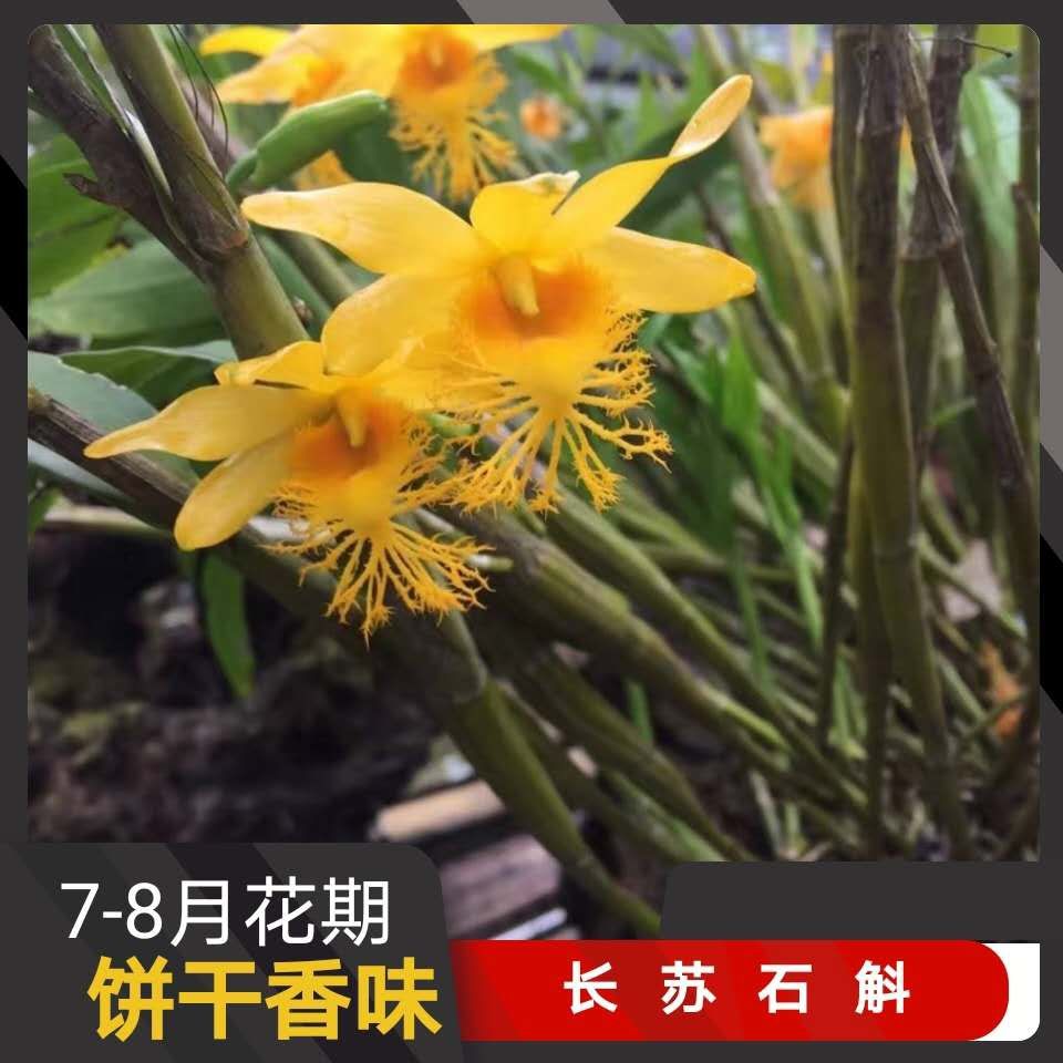 长苏石斛丛苗 又名小鼓槌石斛 兰花卉盆栽 观赏盆栽盆景吊兰绿植【2月