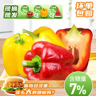 新东大灯笼椒新鲜大彩椒圆椒红黄辣椒批发青椒七彩椒水果蔬菜甜椒