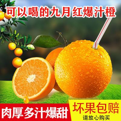 湖北秭归纽荷尔脐橙高山橙子当季新鲜水果现卖现摘果冻脐橙