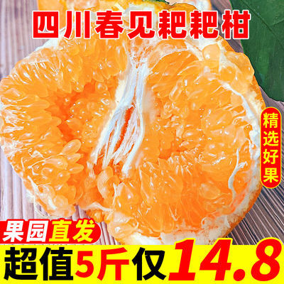 四川春见耙耙柑新鲜水果应季现摘脆甜丑柑橘子丑八怪大果批发10斤