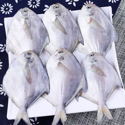 野生银鲳鱼整箱鲜活海鲜速冻白鲳鱼平鱼镜鱼海鱼扁鱼燕子鱼-爱秀街导购网
