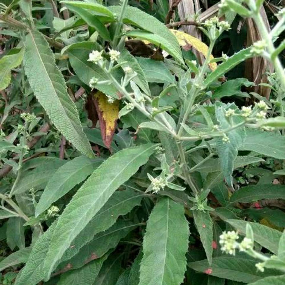 大风艾 艾草 五指风 香茅 风姜 走马风 葛叶