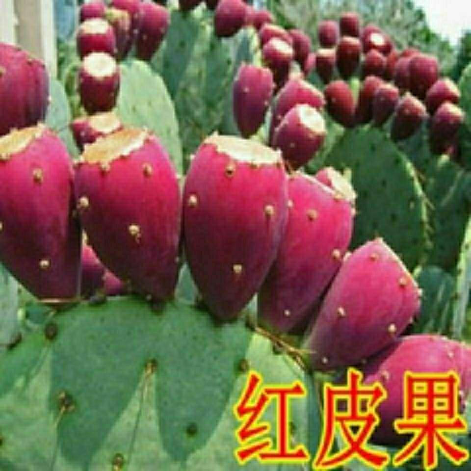 仙人掌种子)结果的仙人掌盆栽食用美容仙人掌果实当年结果种子