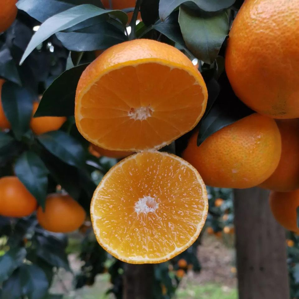 眉山热卖爱媛38号网红果冻橙孕妇手剥当季新鲜水果超甜薄皮一整箱