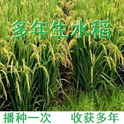多年生水稻种一次收七八年米树种高产抗病虫害南方高产稻包邮常规