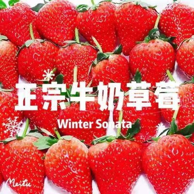 【现货】云南露天奶油草莓新鲜草莓冬草莓甜草莓应季水果现摘现发