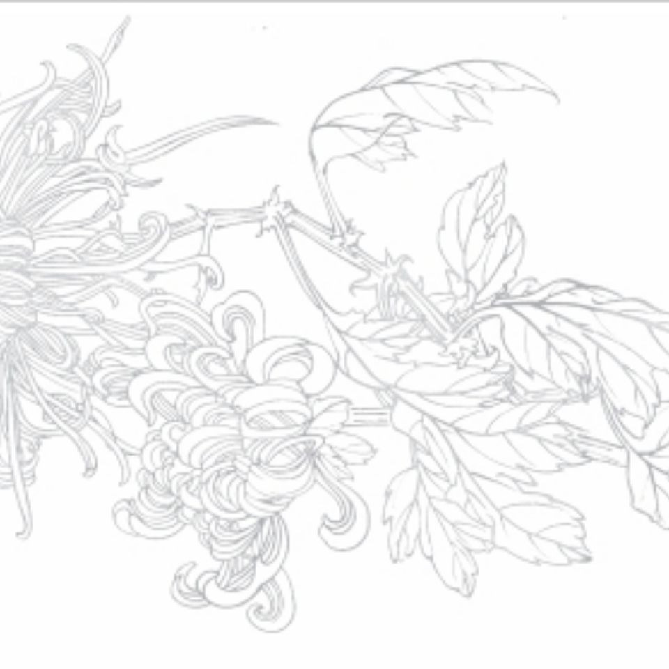 工笔画菊花线描宣纸 无需描线直接上色 8开15页 初学绘画临摹稿