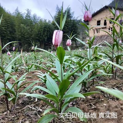 重庆自己种贝母种球 种苗 川贝苗 贝母苗中药材贝母种